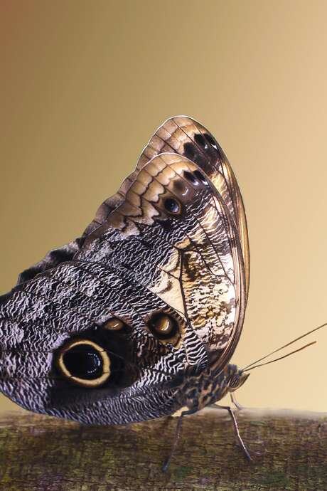 Atelier découverte de la macrophotographie