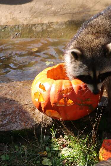 Grande journée d'Halloween au Parc Animalier