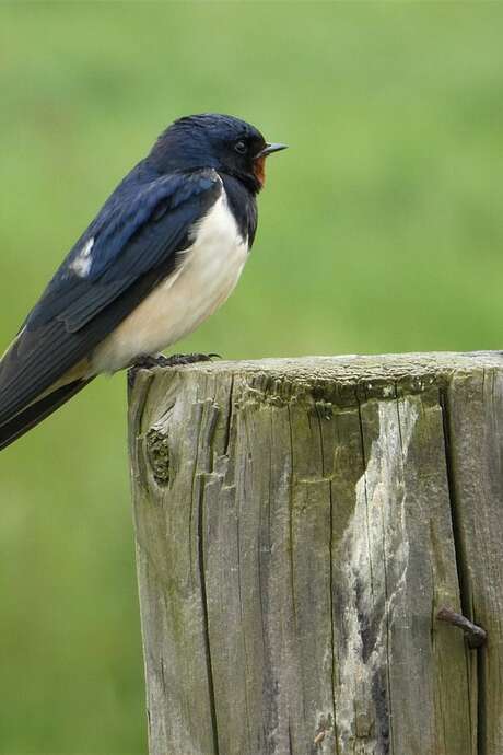 Sortie nature "Entre hirondelles et martinets"