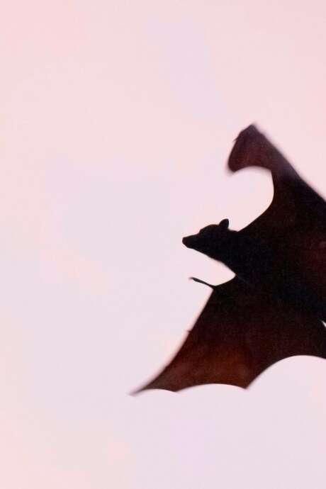 Halloween aux Tours de Merle : Atelier enfant: Confectionne ta chauve-souris d'Halloween