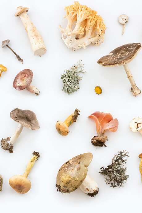 Dans le cadre des rencontres Plantes et cie : Le monde des champignons