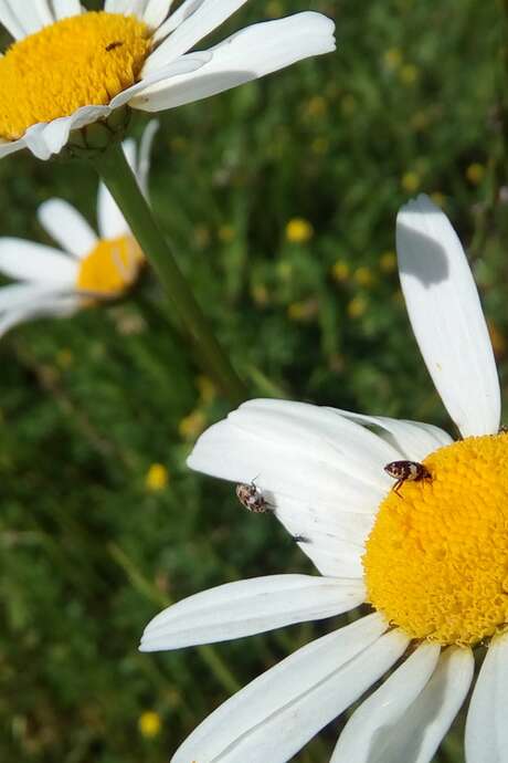 Découverte, récolte, cuisine et dégustation de plantes sauvages
