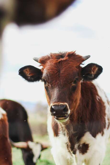 Comice agricole de Reygade