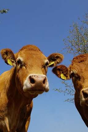Foire aux bovins gras