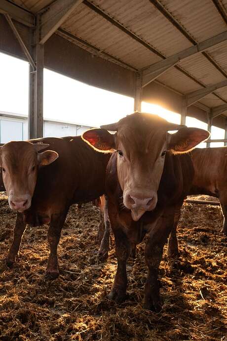 Foire primée aux veaux de lait à Beynat