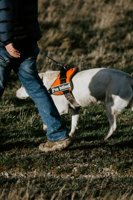 Rencontre "Chiens guides d'aveugles du Grand Sud Ouest"