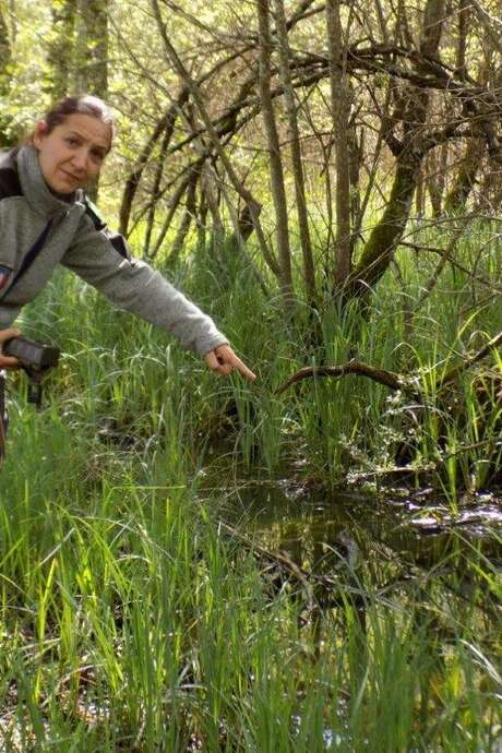 Balade exploratoire au marais de Bonnefont