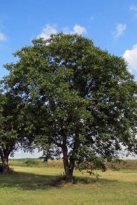 Balade-découverte  «Le Noyer et autres plantes comestibles du Midi Corrézien » au Moulin de la Vie Contée