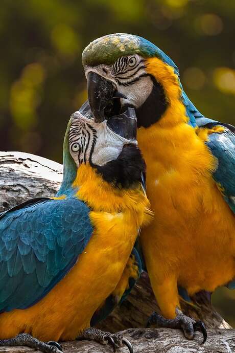 Bourse aux oiseaux exotiques