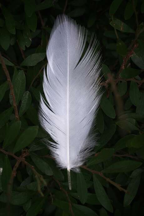 Biblis en folie - Exposition interactive sur les plumes et les oiseaux
