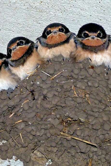 Initiation à la reconnaissance des oiseaux des jardins