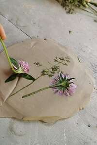 Atelier "herbier en argile"