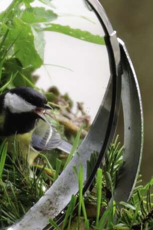 ATELIER DÉCOUVERTE DES OISEAUX