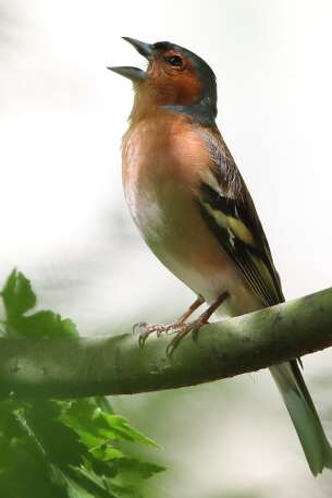 BALADE DÉCOUVERTE CHANTS D'OISEAUX