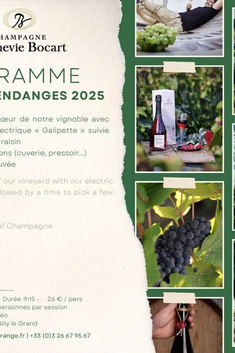 Champagne Bonnevie-Bocart - Balade en voiturette électrique spéciale vendanges