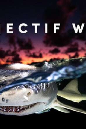 Projection & conférence - Objectif WILD: face à face avec les requins