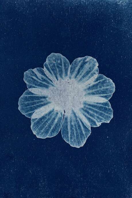 Atelier cyanotype du Festival Photo