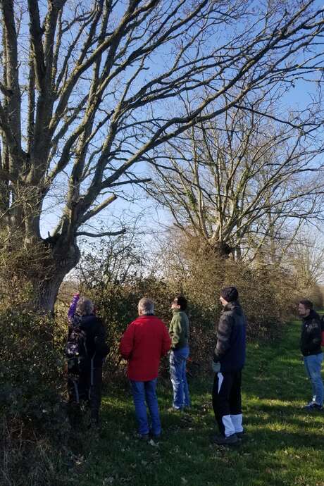 Quel entretien pour quel type de haie