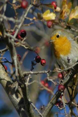 Rendez-vous nature :  Accueillir la petite faune en hiver