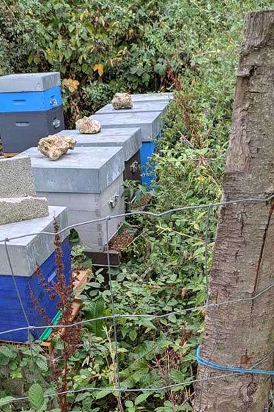Les abeilles et le miel