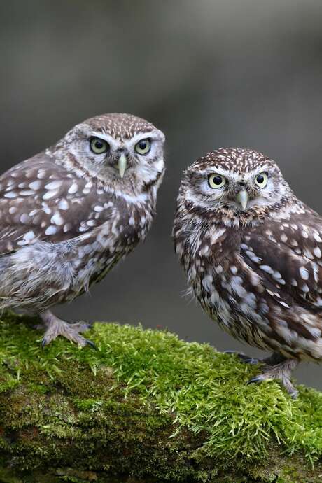 « Les oiseaux de proie, seigneurs des airs »