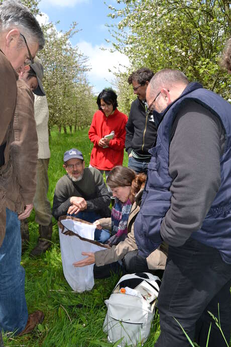 Atelier : Taille des arbres fruitiers