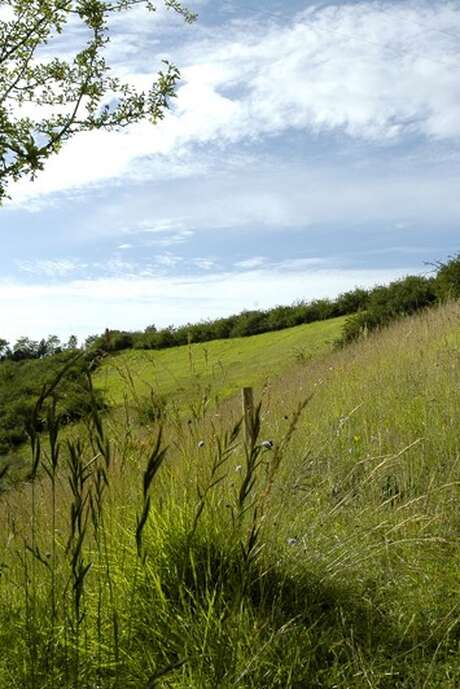 Balade nature - Chasse aux papillons