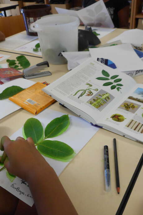 Atelier : Contribuez à la recherche sur le changement climatique ! Observer les arbres au rythme des saisons