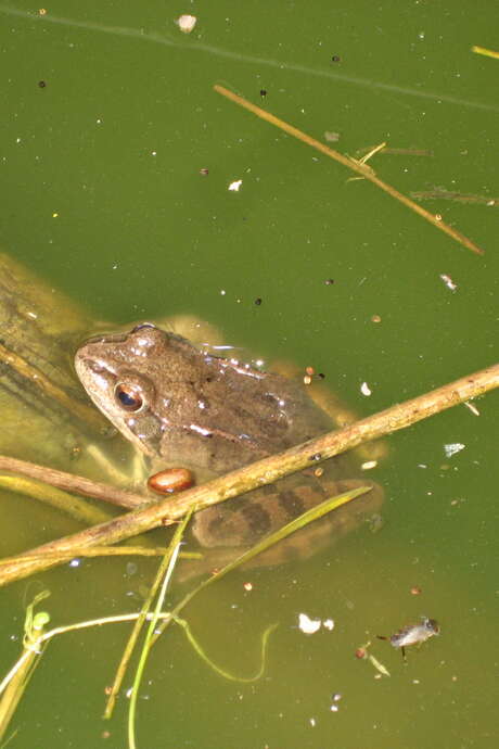 Sortie nature : À la recherche des amphibiens de la Réserve