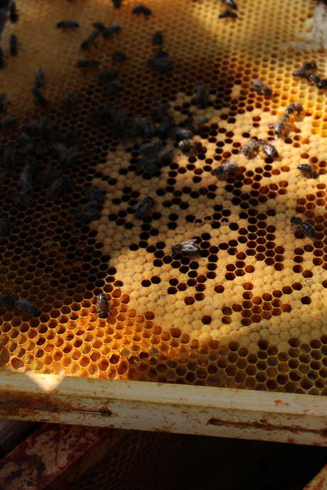 Visite découverte du conservatoire de l'abeille noire