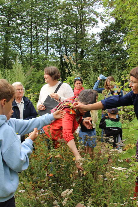 Atelier famille herboristerie : Secrets des plantes