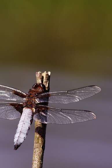 Rendez-vous nature  : Immersion dans le monde fascinant des libellules