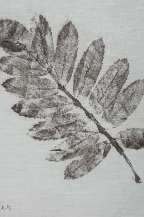 Atelier famille : Empreintes végétales en positif et négatif