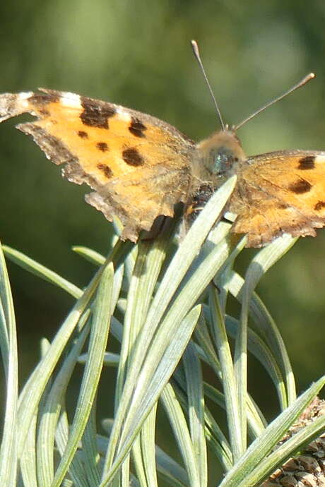 Découverte de la Réserve Naturelle Régionale de la clairière forestière de Bresolettes 
