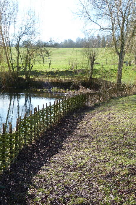 Initiation à la clôture végétale