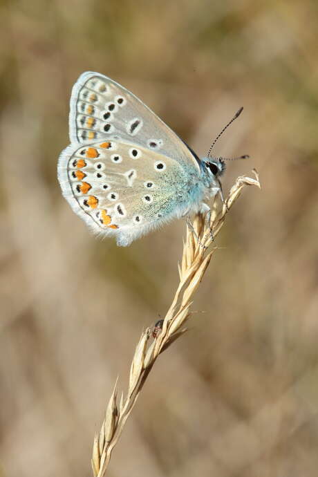 Balade nature - Chasse aux papillons