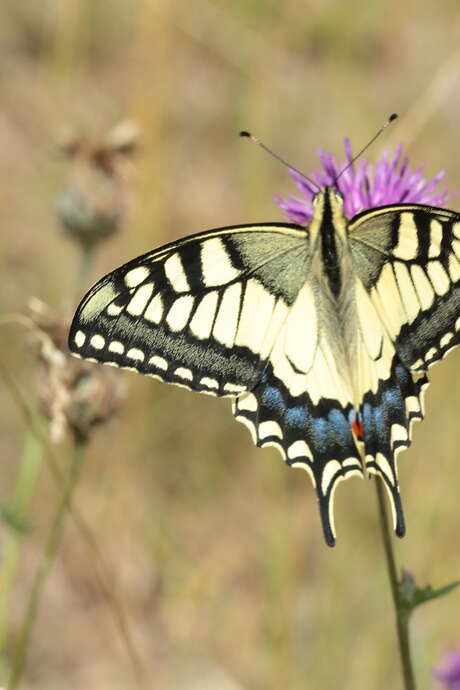 Balade nature - Chasse aux papillons