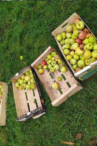 Ramassage des pommes à la Ferme d'Apolline