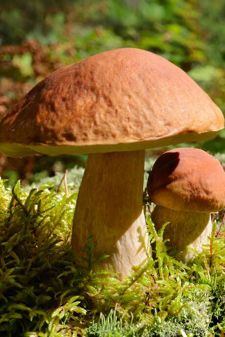 Sortie mycologique en forêt de Réno-Valdieu
