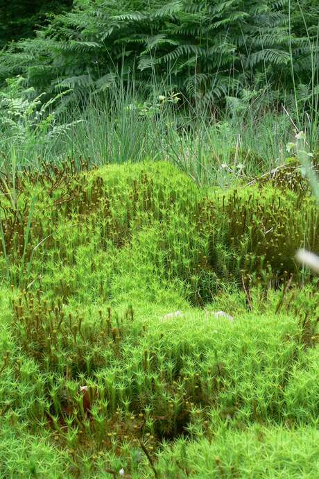 Randos 61 - Randonnée nature en vallée de Commeauche