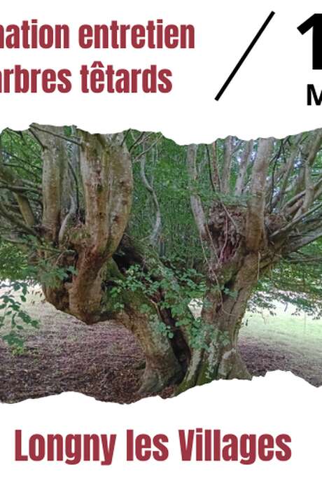 Animation d'arbres têtards