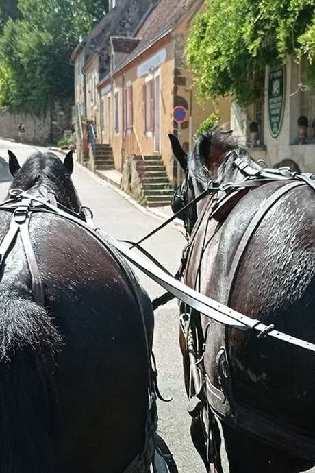 Balade en attelage à La Perrière et en forêt de Bellême