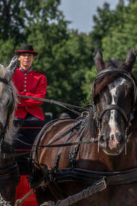 Découverte des ânes et chevaux normands avec le Haras du Pin.