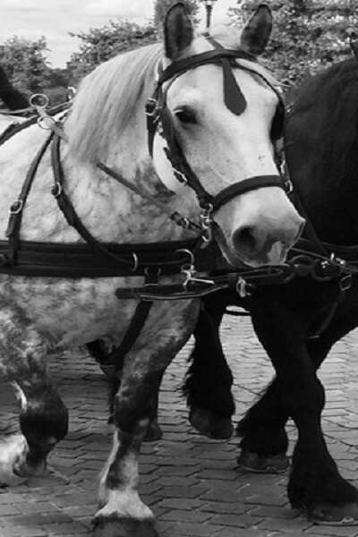"Les mercredis de l'été". Déplacez-vous en CALÈCHE avec des PERCHERONS à BELLÊME. "Les mercredis de l'été". Déplacez-vous en CALÈCHE avec des PERCHERONS à BELLÊME.
