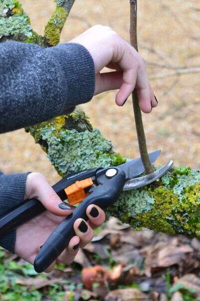 Taille et élagage des arbres fruitiers