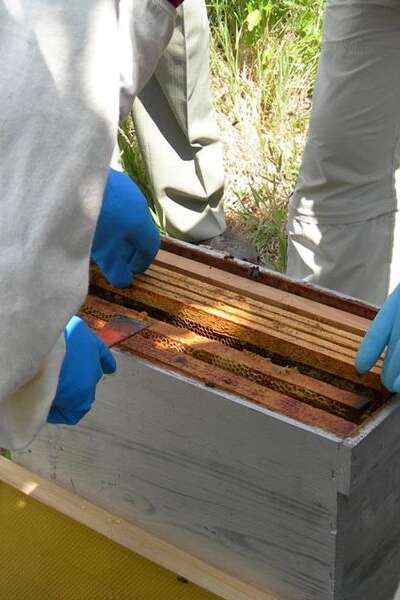 S'initier à l'apiculture (1ère séance/5)