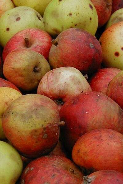 Fête de l'arbre et du cidre