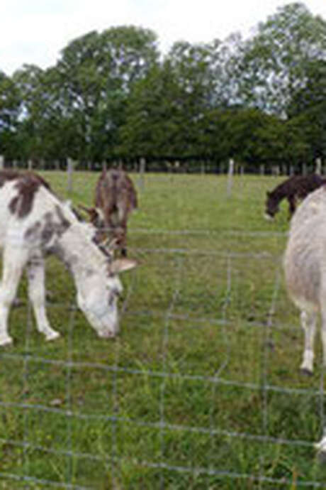 L'Atelier du petit ânier