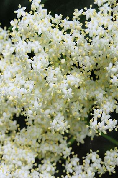 Les secrets culinaires des fleurs de sureau