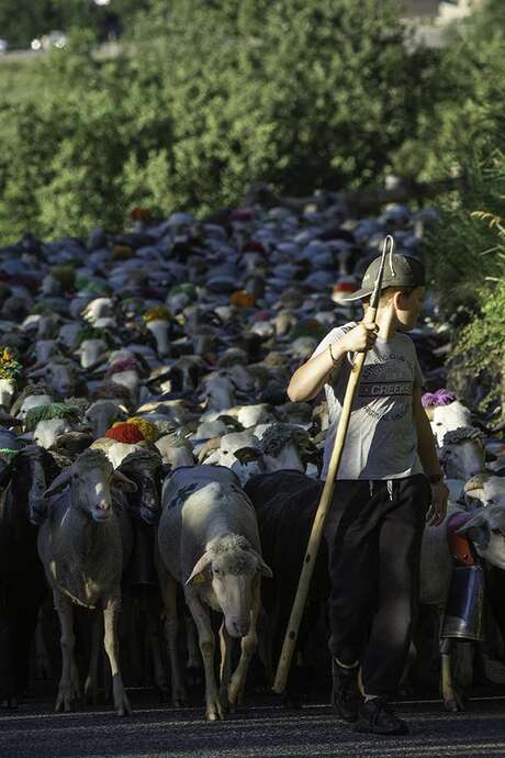 Transhumance de Sailhan